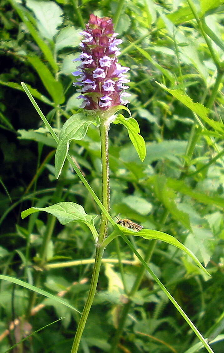 Image of common selfheal