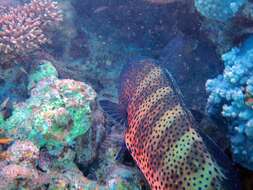 Image of Leopard Grouper