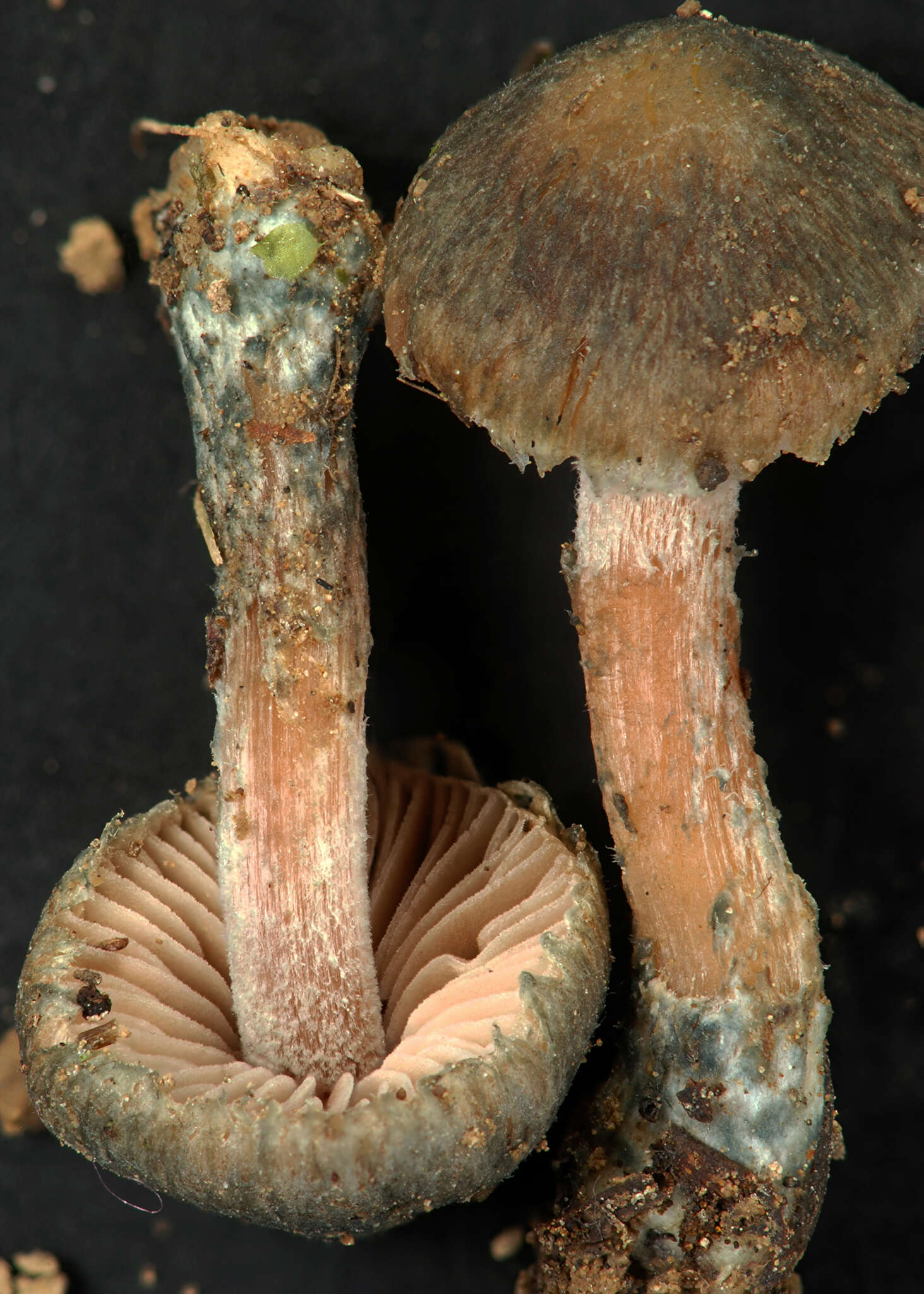 Image of Inocybe caerulata Matheny, Bougher & G. M. Gates 2017