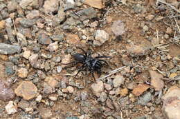 Image of Atypus muralis Bertkau 1890