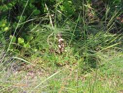 Image of Broom asparagus