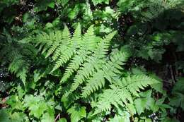 Image of spreading woodfern