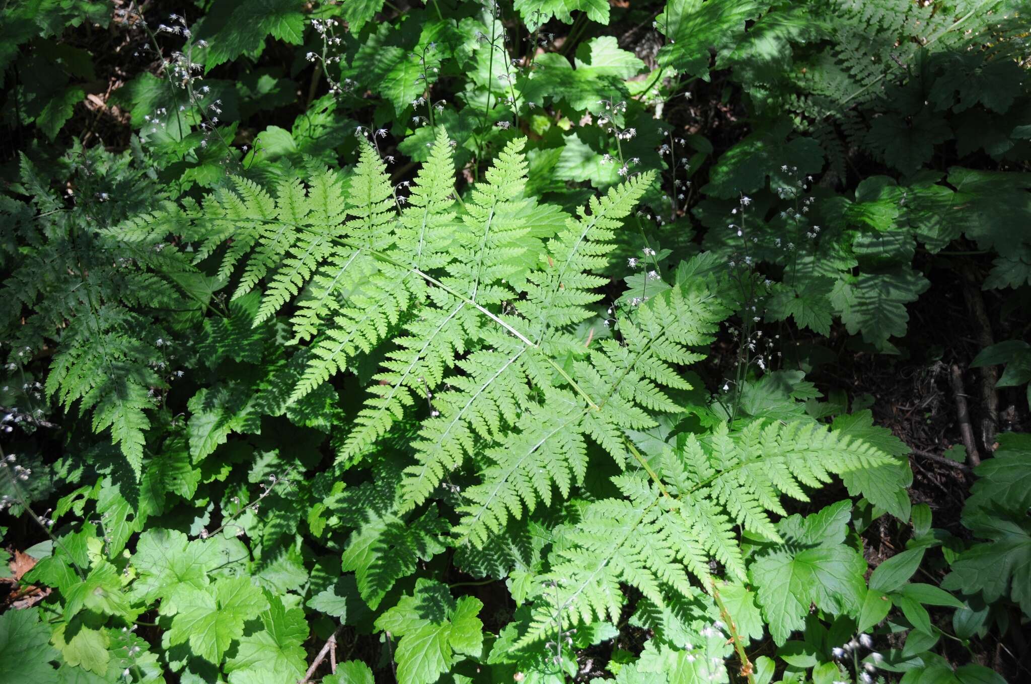 Image of spreading woodfern