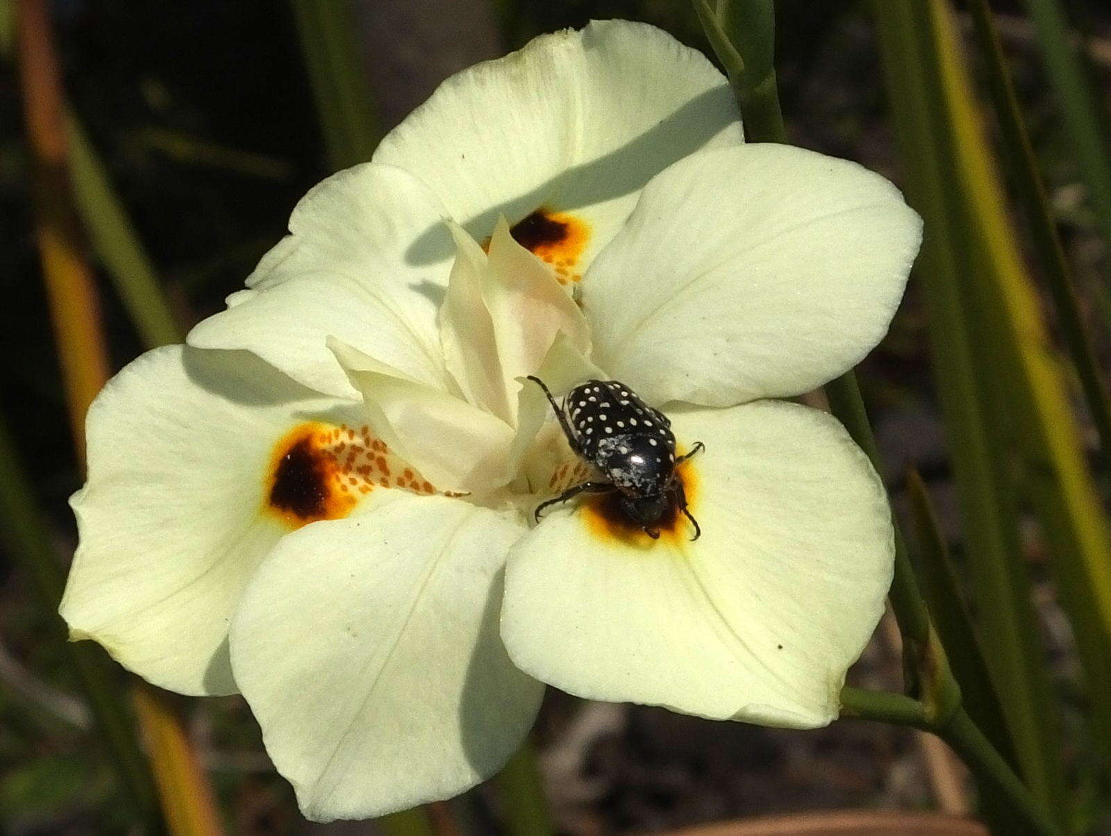 Image of African lily