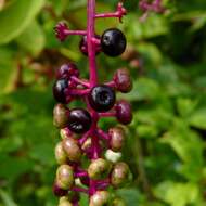 Image of American Nightshade