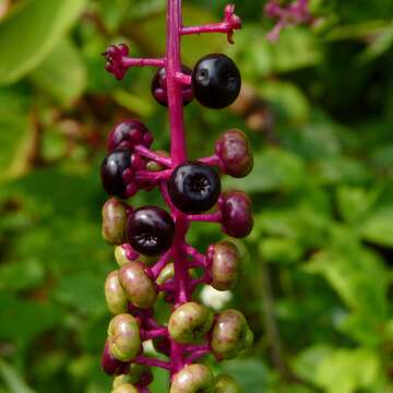 Image of American Nightshade