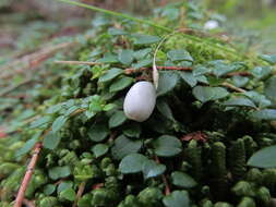 Image of creeping snowberry