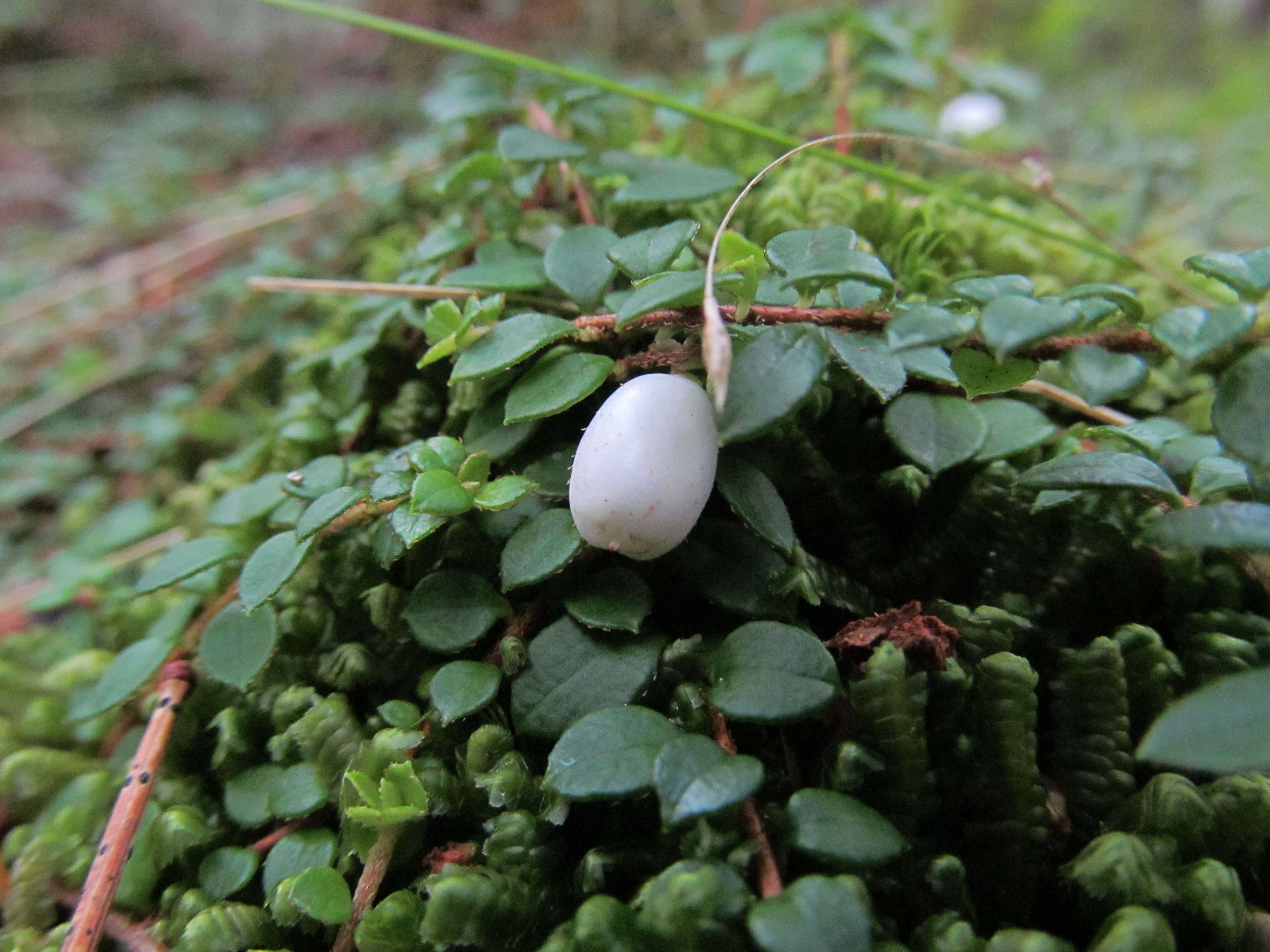 Image of creeping snowberry