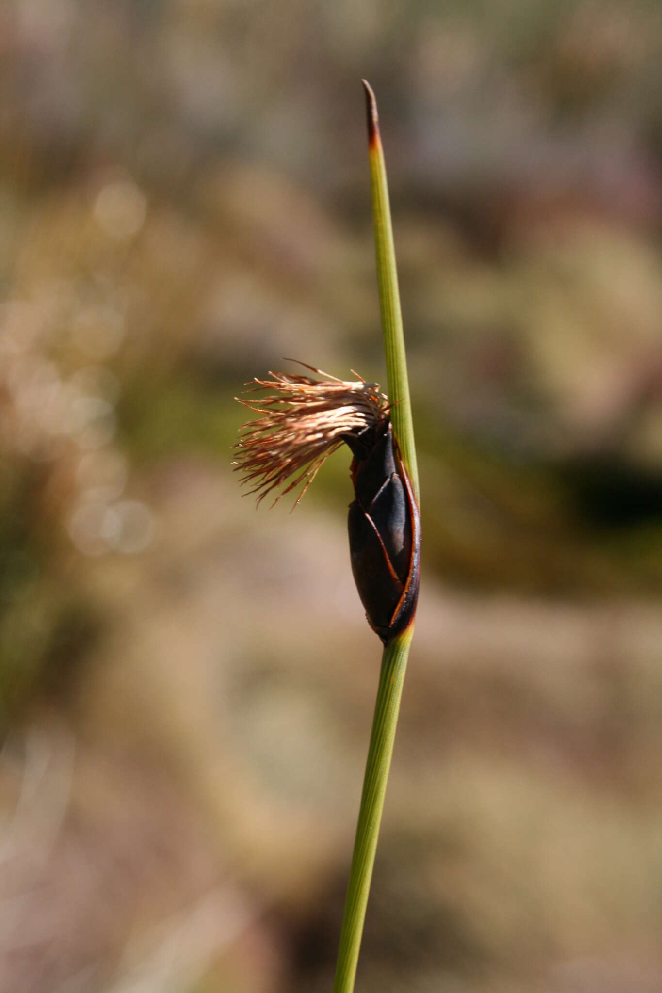 Image of Chrysitrix junciformis Nees