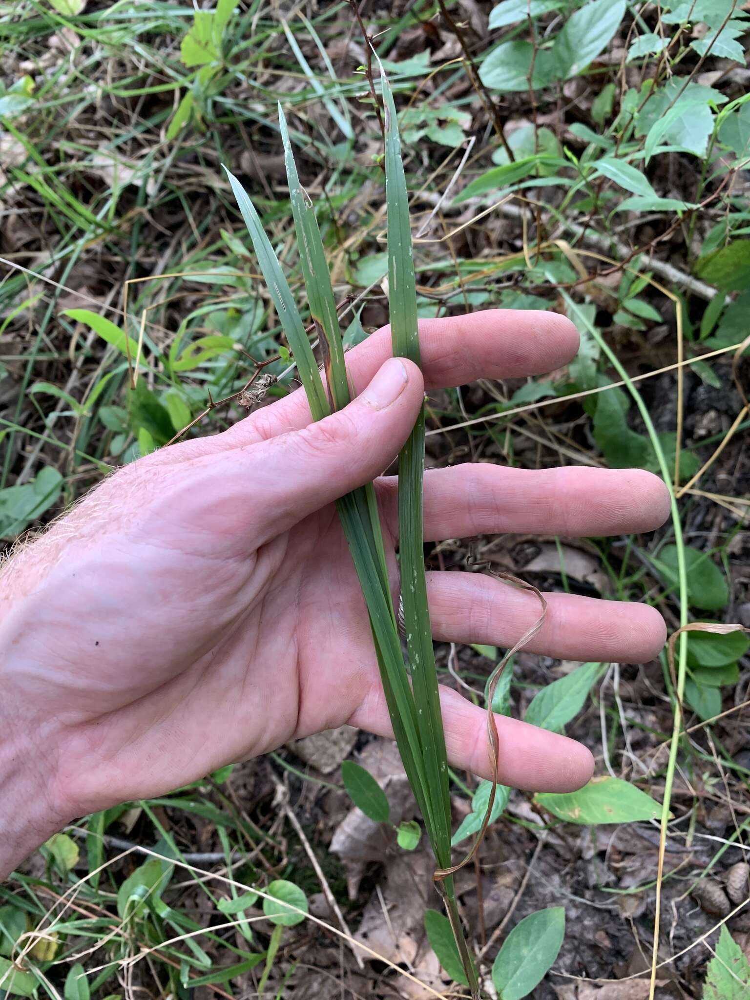 Image de Festuca subverticillata (Pers.) E. B. Alexeev