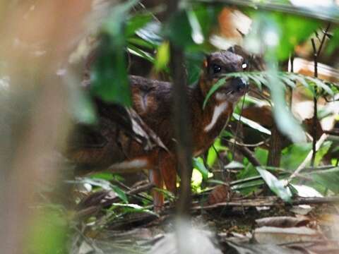 Image of Lesser Mouse-deer