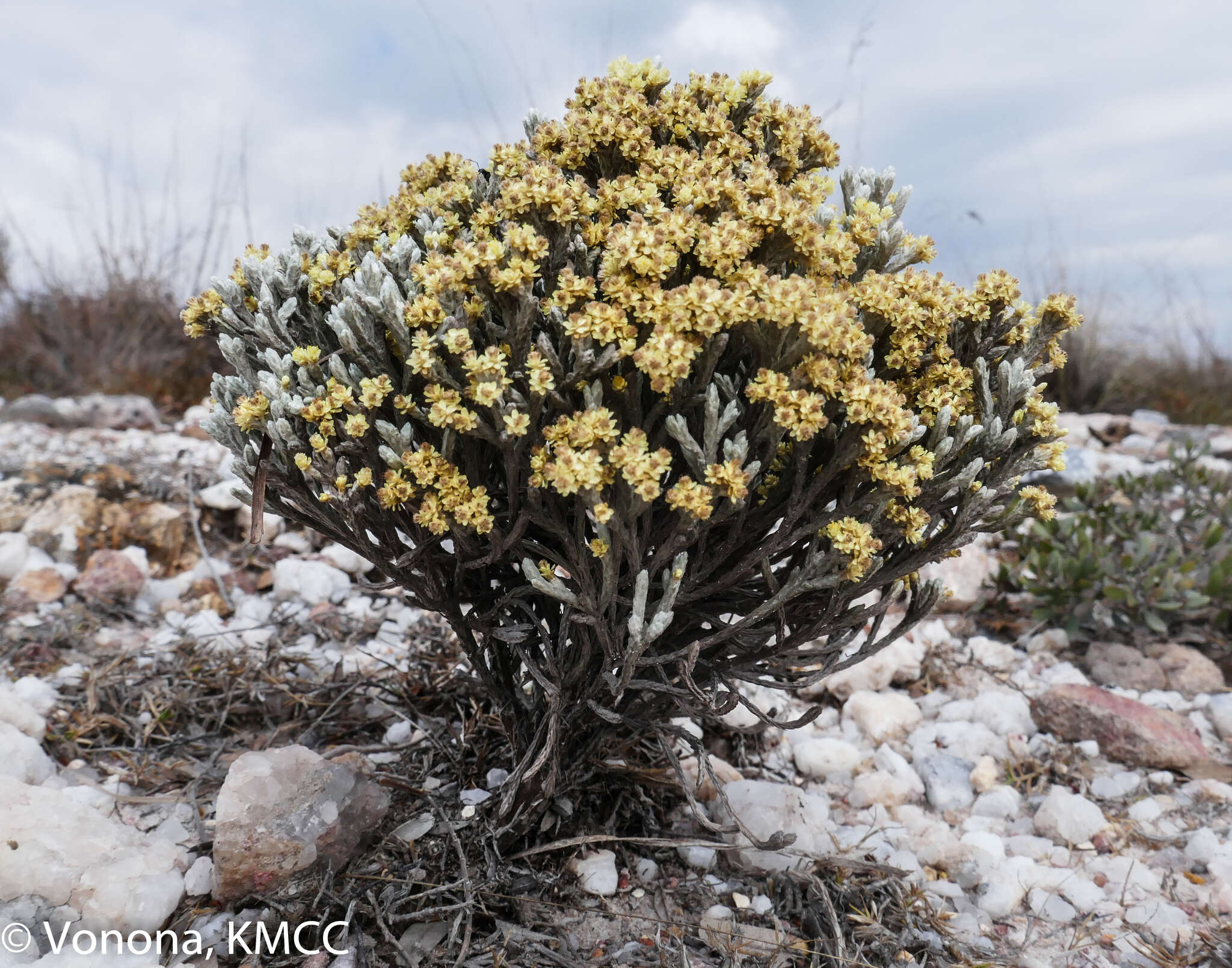 Слика од Helichrysum benthamii Viguier & Humbert