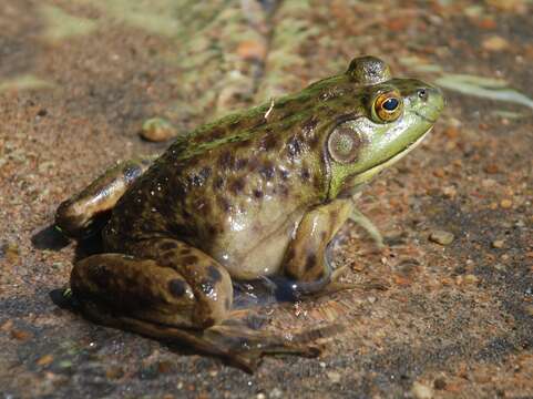 Слика од Lithobates catesbeianus (Shaw 1802)