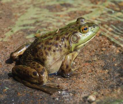 Image of American Bullfrog