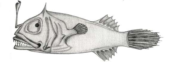 Image of Leptacanthichthys