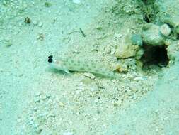 Image of Fierce shrimpgoby