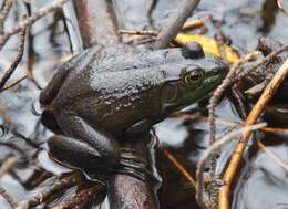 Image of Green Frog