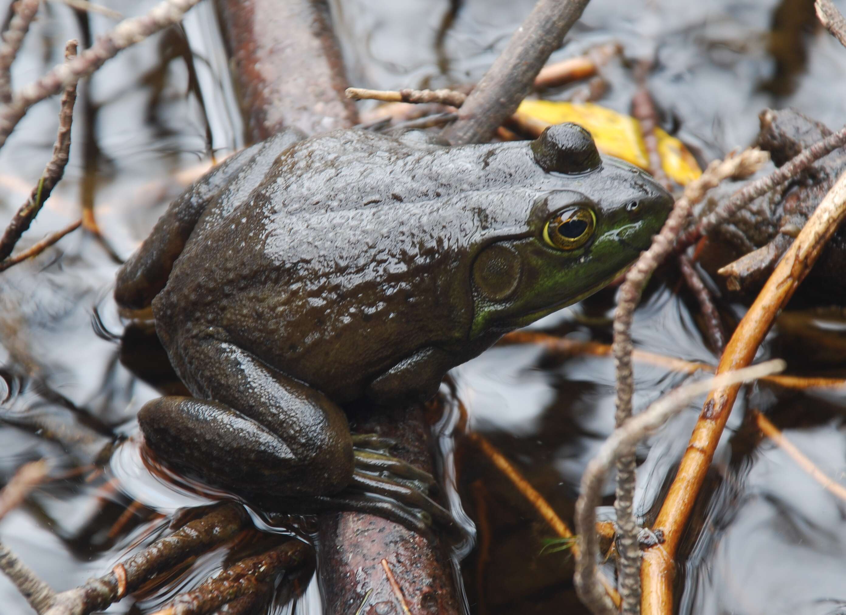 Image of Green Frog