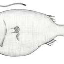 Image of Phyllorhinichthys balushkini Pietsch 2004