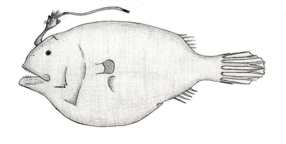Image of Phyllorhinichthys balushkini Pietsch 2004