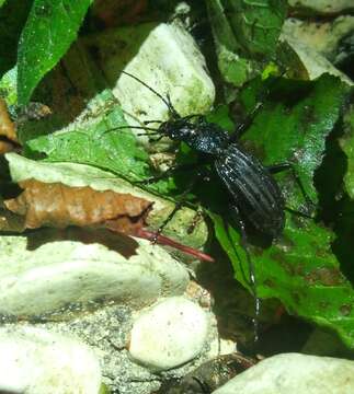 Image of Carabus (Megodontus) septemcarinatus Motschulsky 1840