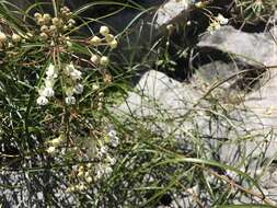 Image of Asclepias coulteri A. Gray