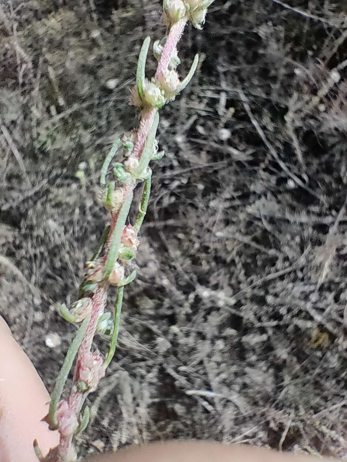 Image of Bassia laniflora (S. G. Gmel.) A. J. Scott