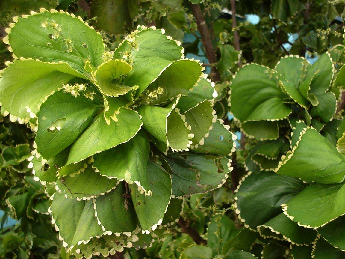 Image de Acalypha wilkesiana Müll. Arg.