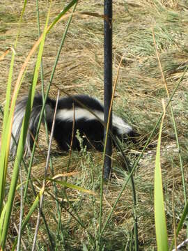 Image of Hooded and Striped Skunks