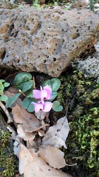 Image of Cyclamen coum Miller