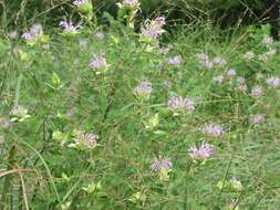 Image of wild bergamot