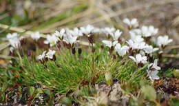 Plancia ëd Cherleria arctica (Steven ex Ser.) A. J. Moore & Dillenb.