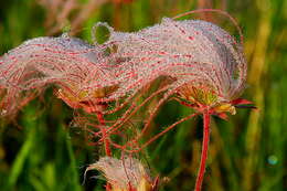 Image of old man's whiskers