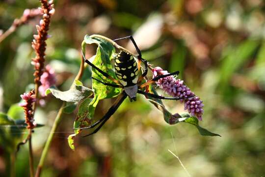 Image of Black-and-Yellow Argiope