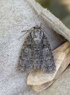 Image of Acronicta tristis Smith 1911