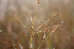 Imagem de Panicum virgatum L.