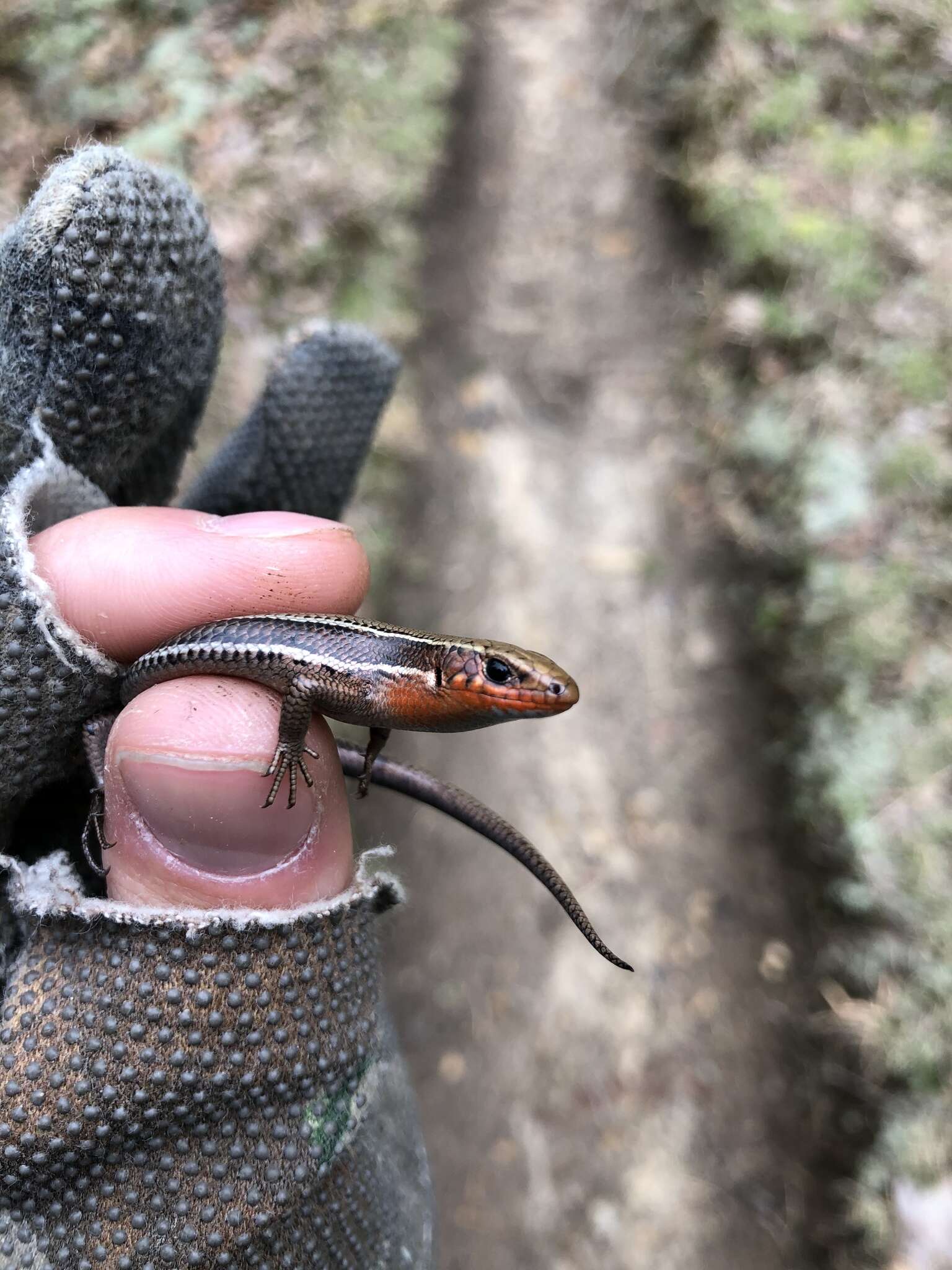 Image of Coal Skink