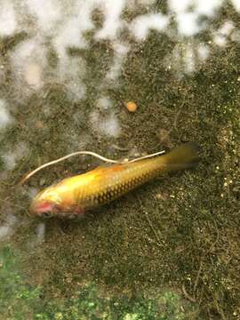 Image of Sunset platy