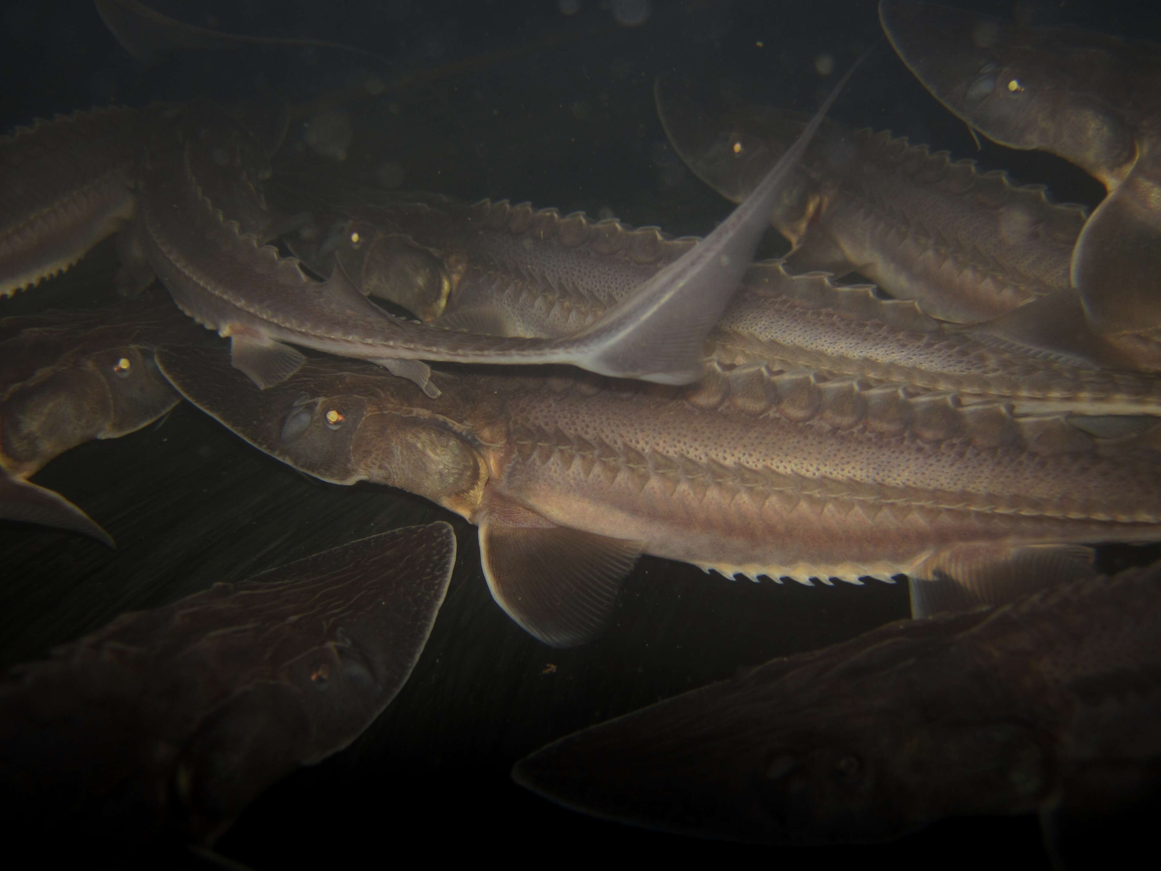 Image of Pallid Sturgeon