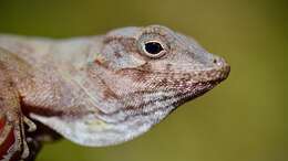 Imagem de Anolis cybotes Cope 1862