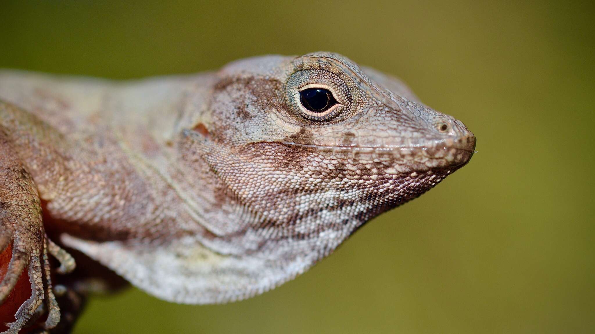 Imagem de Anolis cybotes Cope 1862