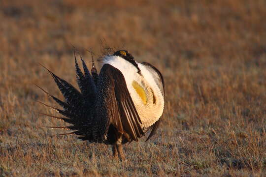 Image of Gunnison sage-grouse; greater sage-grouse