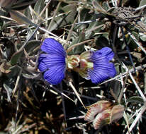 Image of Blepharis petalidioides K. Vollesen