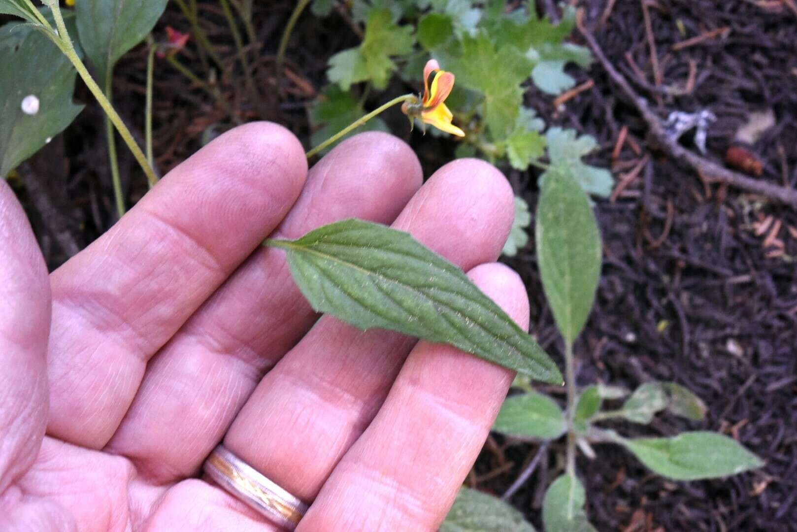 Viola pinetorum E. Greene的圖片