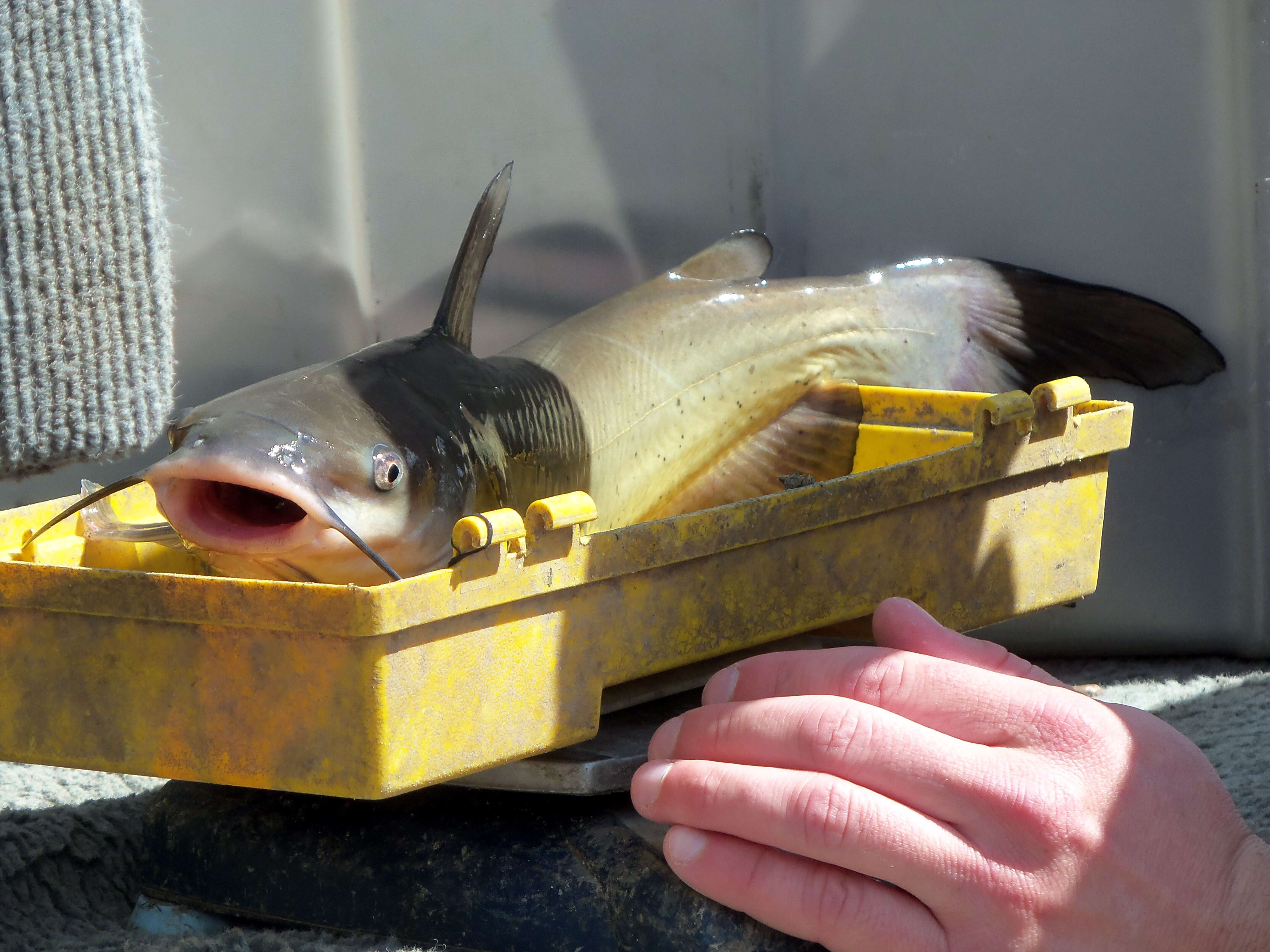 Image of channel catfish