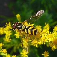 Image of Dasysyrphus albostriatus (Fallen 1817)