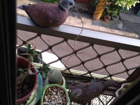 Image of Red Collared Dove