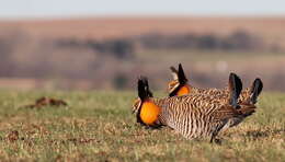 Image of Greater Prairie Chicken