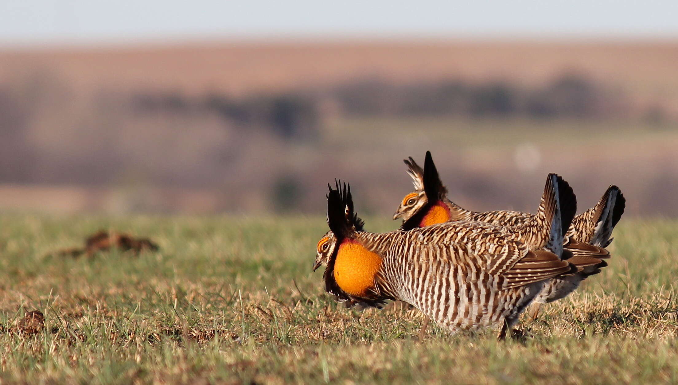 Image of Greater Prairie Chicken