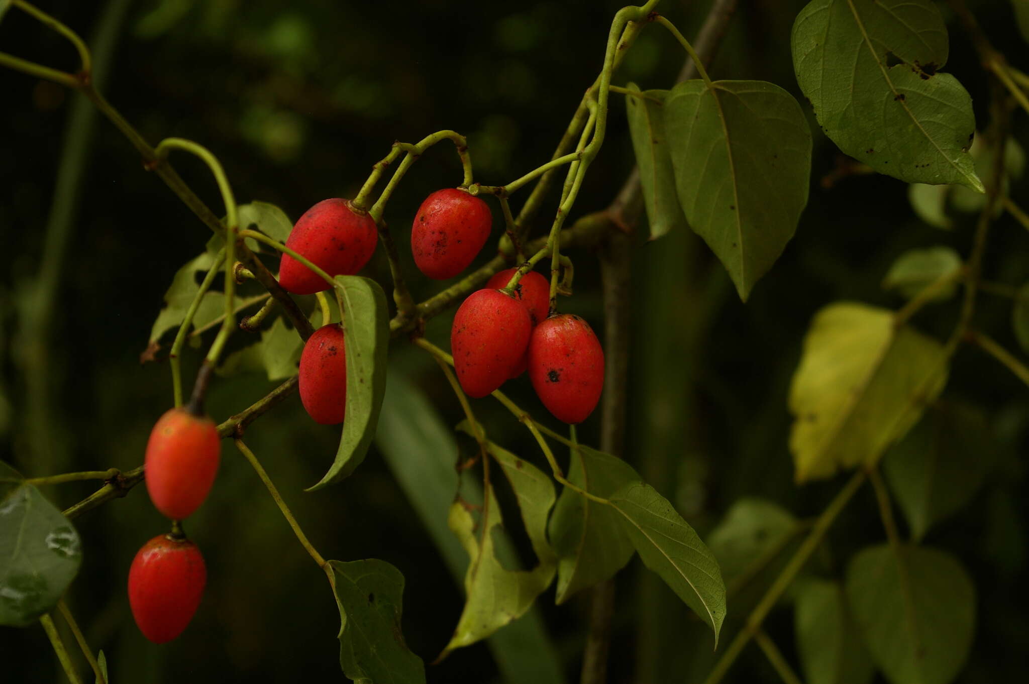 Cissus integrifolia (Bak.) Planch.的圖片